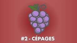 Vin'Stache #2 : L'approche de la dégustation de Vins par les Cépages.