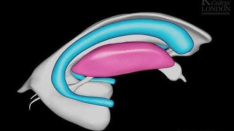 basal ganglia 3D animation