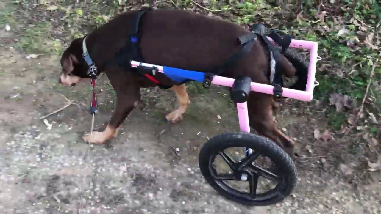 Dog wheelchair YouTube