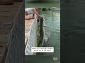 Giant fish almost eats little girl shorts