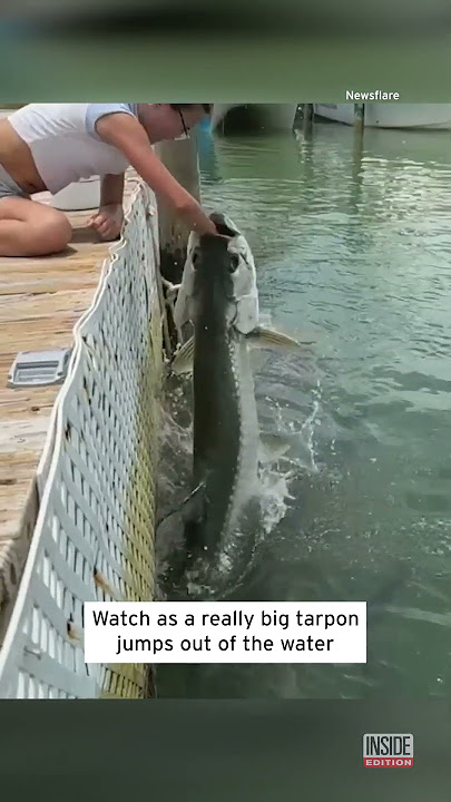 Giant Fish Almost Eats Little Girl #shorts