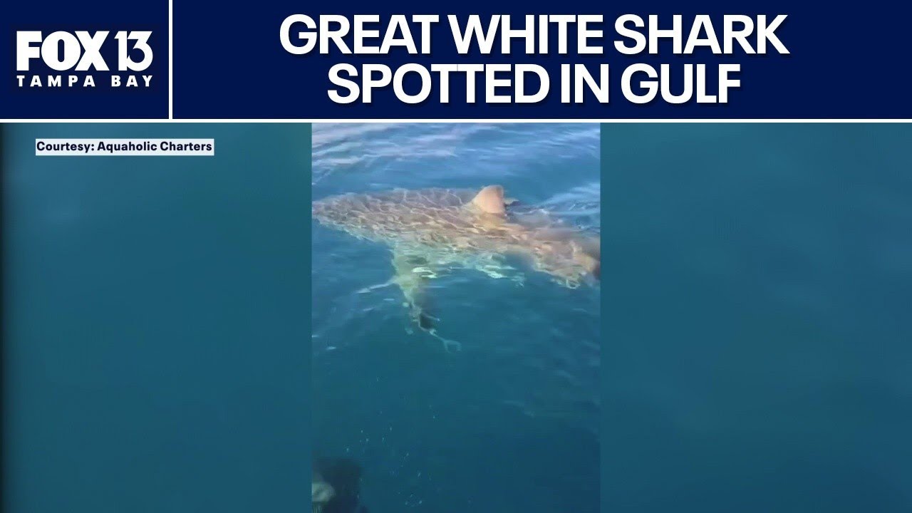 Great white shark spotted off Florida coast near charter