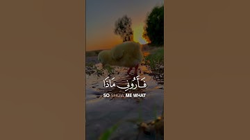 الشیخ محمد صدیق المنشاوی..سورة لقمان..بلغو عنی ولو ایة