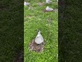 Seagulls and babies - Mouette avec ses enfants