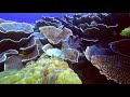 Palawan-Dives-05-South-Minilok-North-Rock-Paul-Ranky-4K