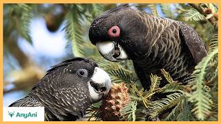 Download Lagu Australian Wildlife You’ve Never Seen Before – Southwest’s Hidden Treasures MP3