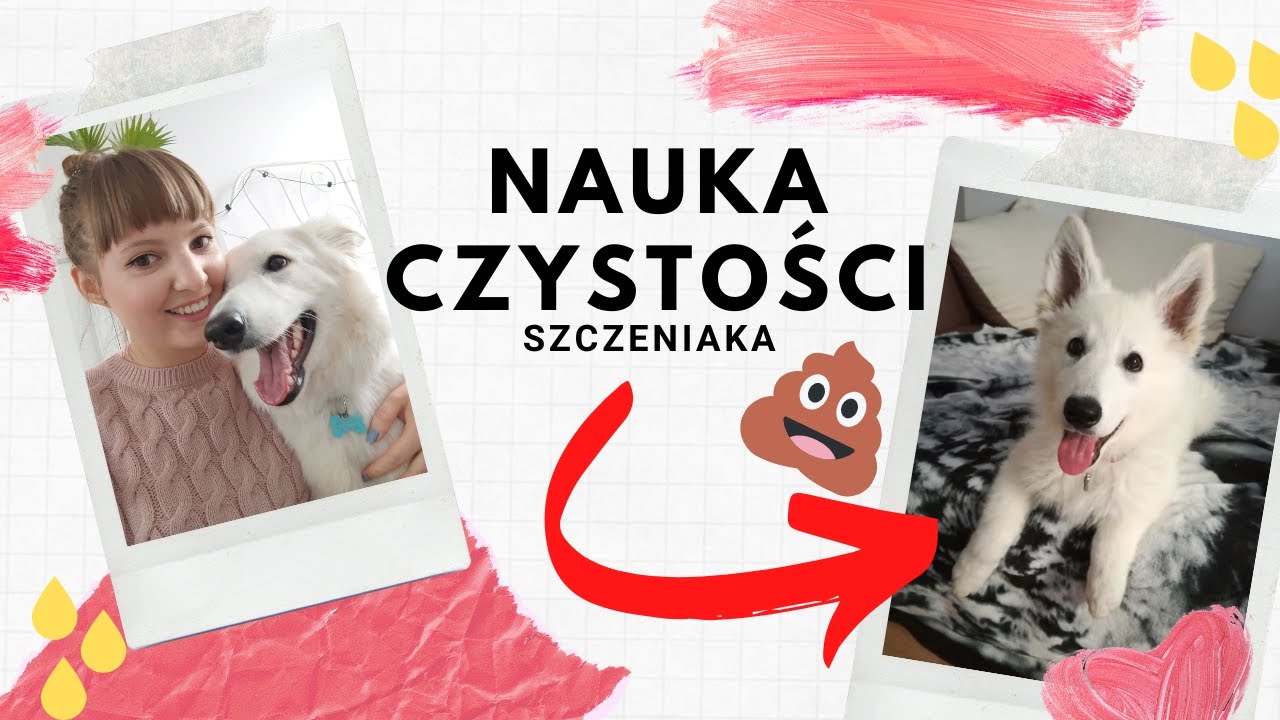 Jak nauczyć szczeniaka czystości? 💩 Jak nauczyć psa załatwiania się na dworze? Nauka czystości