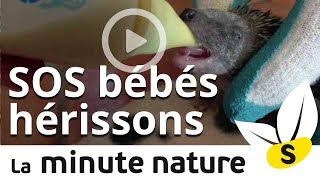 Nature. Comment Harisson, un bébé hérisson, fut sauvé