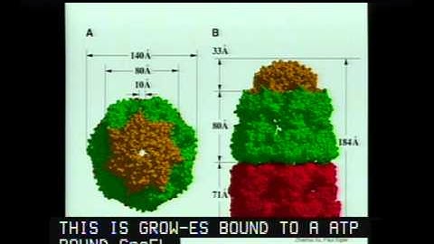 Molecular Chaperones in Protein Folding and Neurodegeneration
