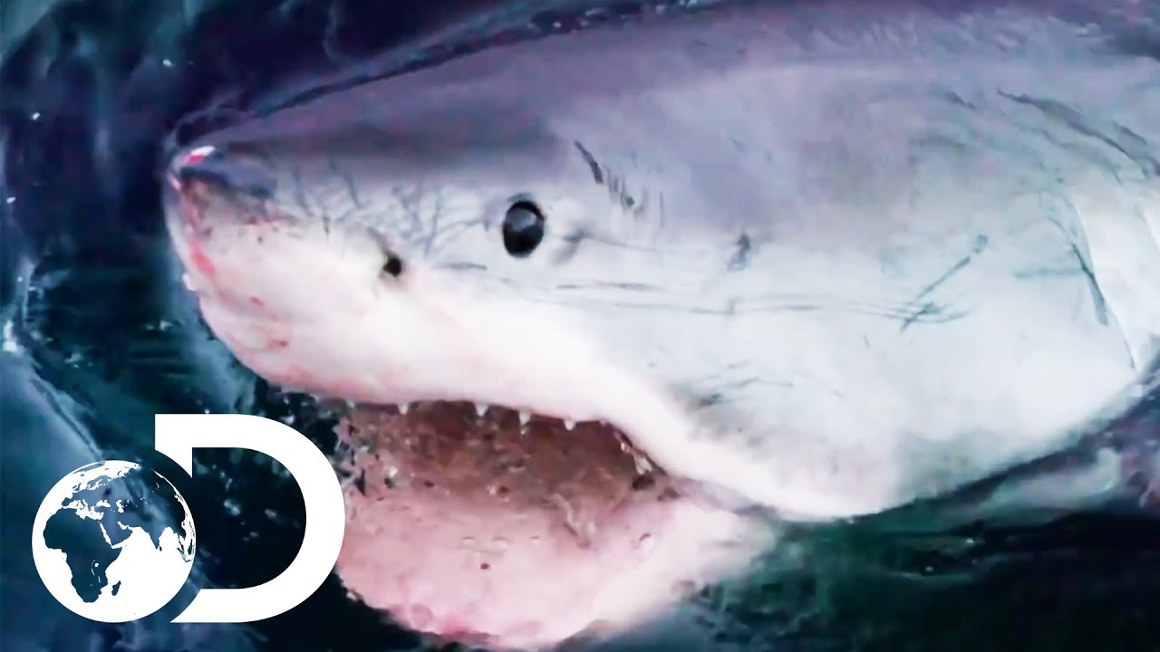 ⁣The Most Terrifying Great White Shark Encounters! | Shark Week 2019 | Discovery UK