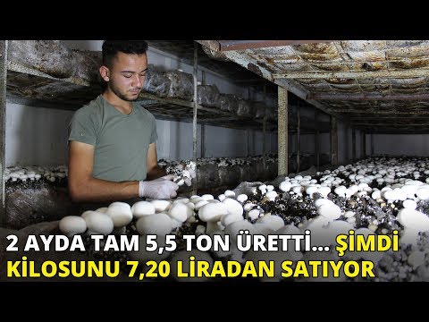 Video: Kültür üretim Merkezi