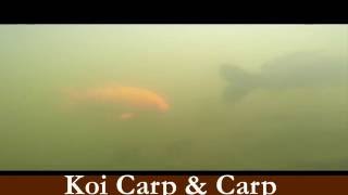 Koi Carp