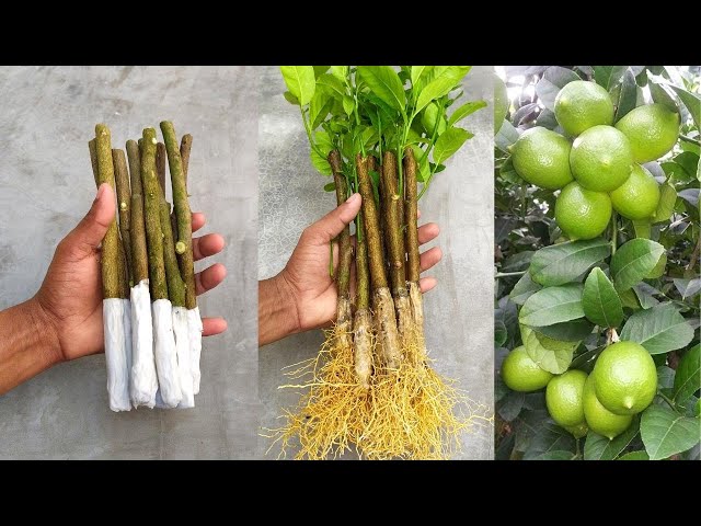 How to propagate lemon tree from cuttings with tissue paper || With 100% success class=