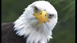 AEF-NEFL Eagles  9-16-15  Sky Dancing