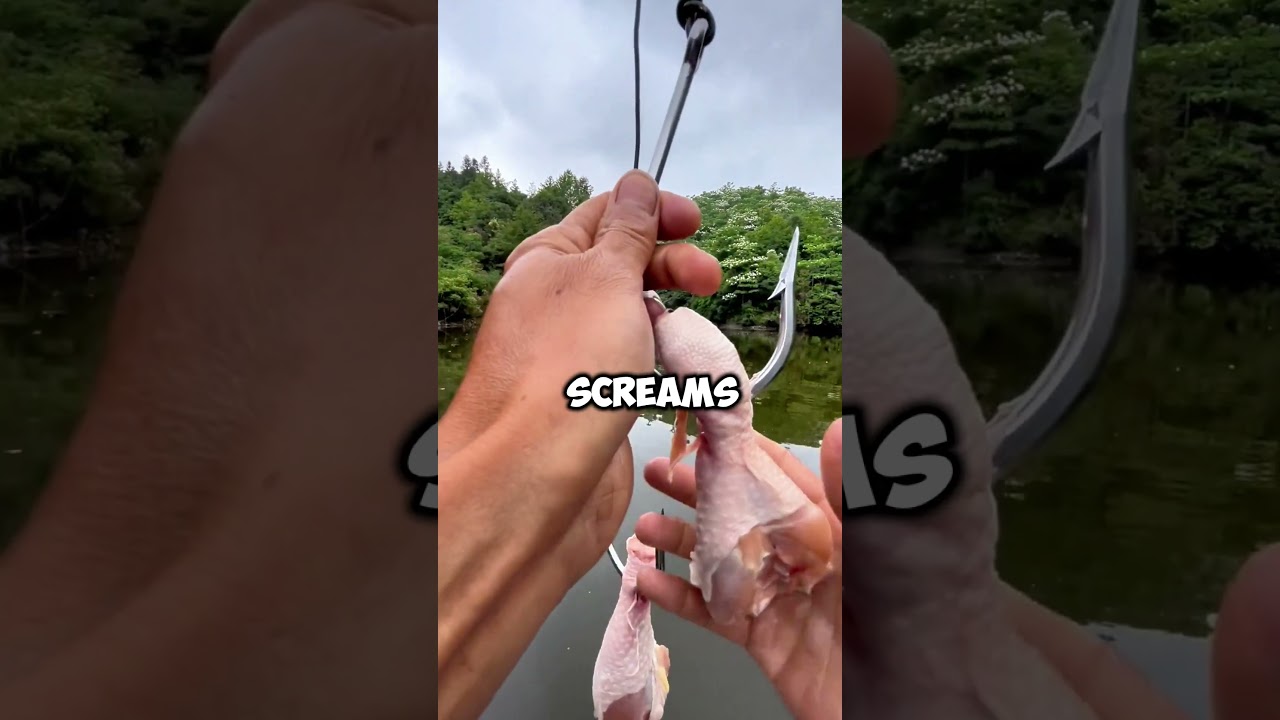 Ловите рыбу на куриные ножки? Этот трюк действительно работает! 