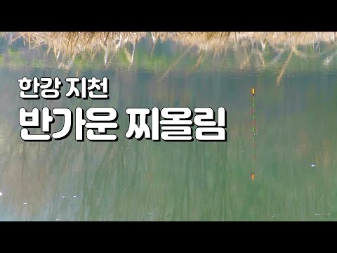 <strong>한강</strong> 지천 반가운 찌올림, 물가에선나무 붕어 <strong>낚시</strong> 동영상 조행기