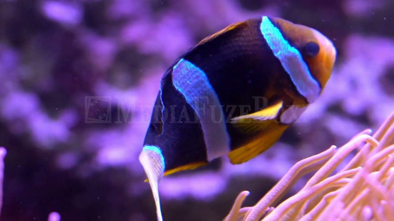 Stock Video - Yellowtail Clownfish swimming