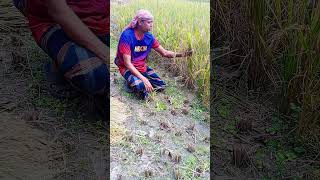 কৃষকের কষ্ট বোঝার কেউ নাই #kazi888 #ধানখেত #VillageLife #GoldenField #FarmerLife #BangladeshVillage