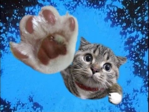  Flying  Cats  in Pics Part 1 Cats  in Pics YouTube