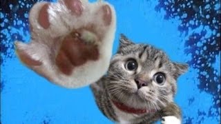 Flying Cats in Pics Part 1 | Cats in Pics by Cats in Pics 3,404 views 10 years ago 3 minutes, 27 seconds