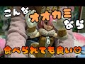 【開封動画】可愛過ぎるオオカミ！？リゼロフィギュア開封(*´∀｀*) Re:ゼロから始める異世界生活（リゼロ）