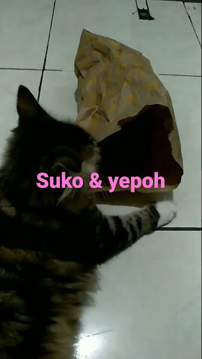kucing suko & yepoh #short #viral #cat #pets #cats #pet #animals #kucinglucu
