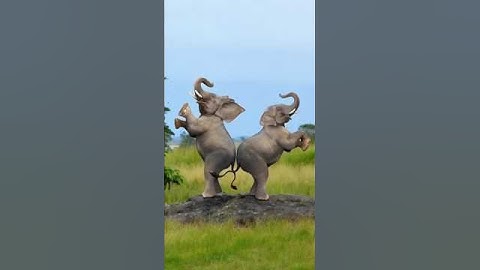 Elephant Dance Shorts Video! #elephant #elephants #elephantdance #funnyelephant #shortvideo #animals
