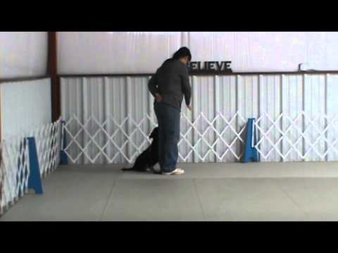 denton,-dallas-/-forth-worth-dog-training---bear---www.cmcdogtraining.com