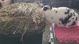 UnBun nibbling on tote of hay