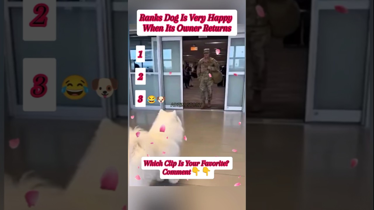 Ранговый пёс очень рад возвращению своего хозяина 😭 