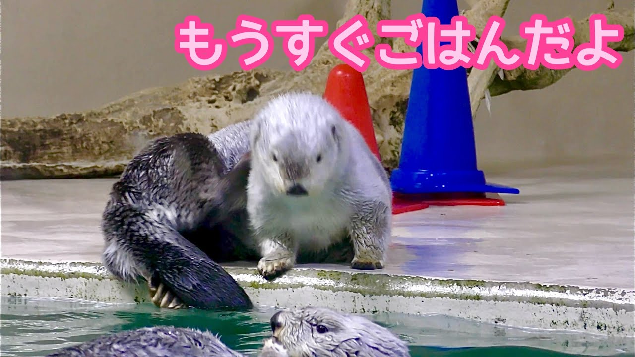ラッコ メイちゃんとキラちゃん もうすぐごはんだよ【鳥羽水族館】Sea