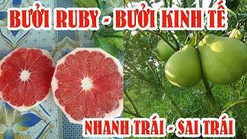 Bưởi Ruby trồng tại Việt Nam có ngon hay không so với bưởi da xanh | SIÊU THỊ CÂY GIỐNG WELOFARM