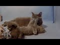 Mom Cat Playing and Taking care of Kittens - 4K footage EPIC