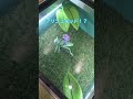 【横浜】アンパンマンミュージアム #shorts #アンパンマン