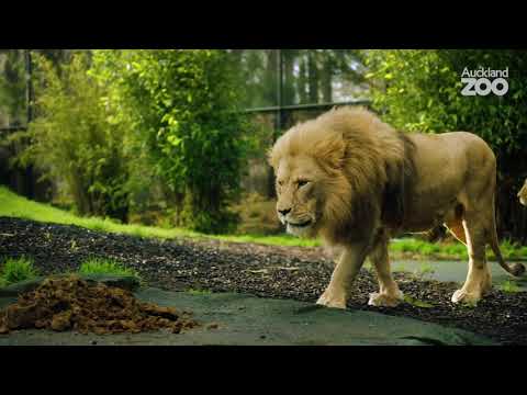 Keeper Chat Meet Our African Lions Youtube