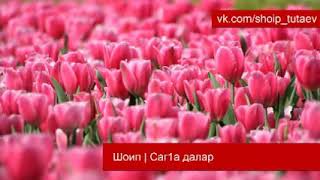 Шоип - саг1а далар