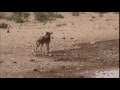 Tanzania wildebeest lost baby