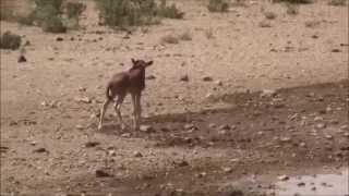 Tanzania wildebeest lost baby