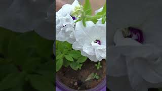 double petal petunia