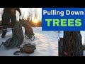Pulling Down Trees With Rope