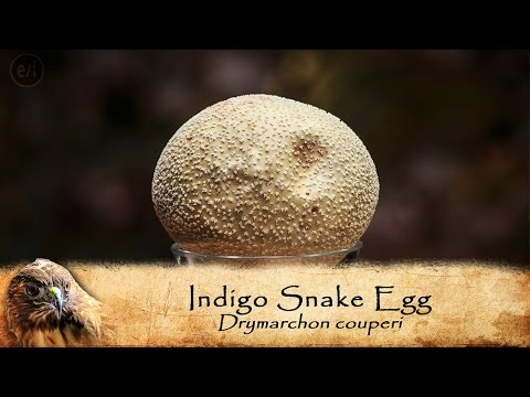 family friendly resorts Pierce Compares Indigo Snake & Emu Eggs