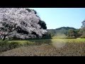 夕陽に映える満開桜(Cherry full bloom with sunset background)