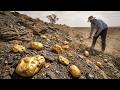 Unbelievable Gold Discovery  Digging Up Huge Nuggets in the Wild!