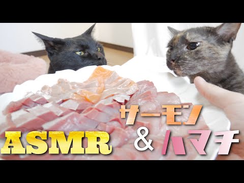 【ASMR】2種類の刺身を唸りながら食べる猫の咀嚼音?ASMR Cat Eating Raw Fish sashimi