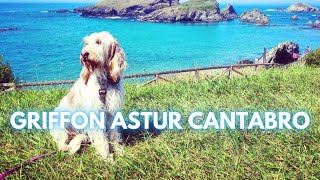 Griffon Astur Cantabro Dog Breed - Facts and Information by Rocadog 419 views 5 months ago 4 minutes, 25 seconds