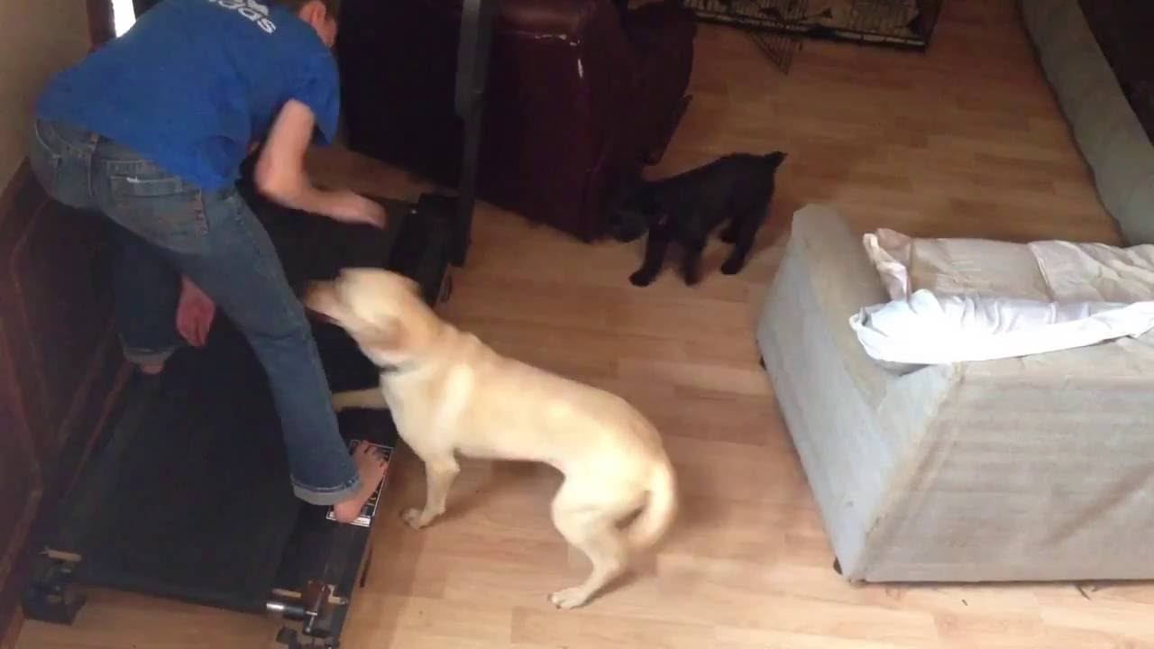 Bailey Meets a Treadmill