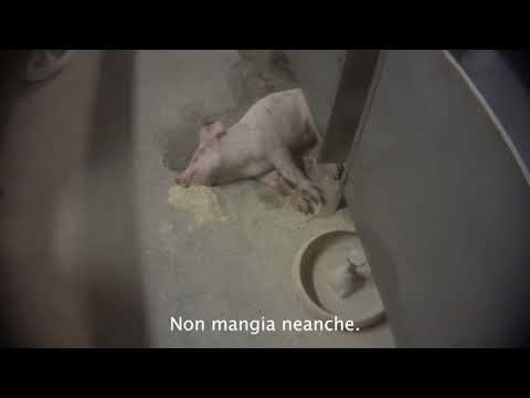 Violențe împotriva animalelor în ferme din Piemonte și Lombardia