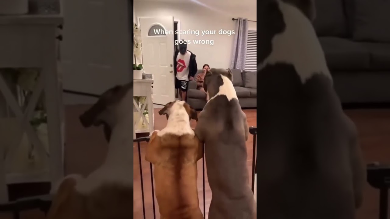 Giggles & Meows: Kids Bonding with Cats 🐱👶 