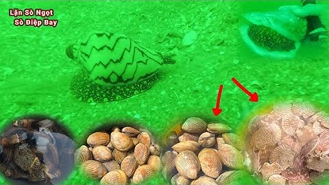 Lặn Sò Ngọt Điệp Bay Ốc Dâu Trong Mùa Nước Xanh Tập 87 #lặnbắthảisản #nghềlặnbiển #lặnbiển
