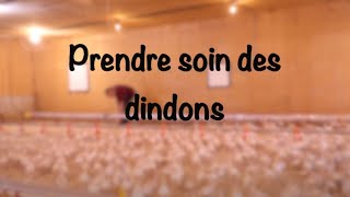 Prendre Soin Des Dindons